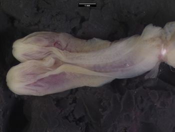 Media type: image;   Herpetology R-123064 Aspect: sulcate